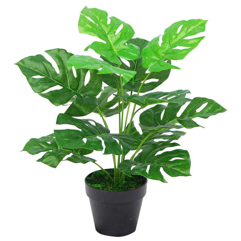 Plante Monstera dans un pot en plastique