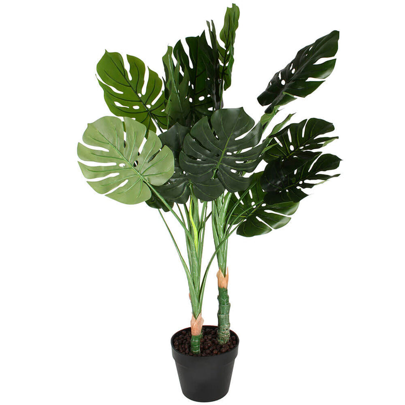 Plante Monstera dans un pot en plastique